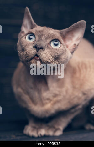 Thoroughbred cat. Exhibition of cats concept. Beautiful Devonian rex cat on a dark background Stock Photo