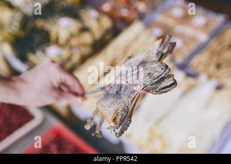 Human hand holding dried tokay gecko in shop of traditional Chinese medicine. Chinatown street market in Singapore. Stock Photo