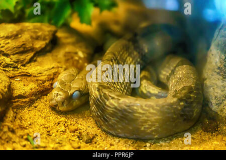 Dog-toothed cat snake curve on the sand. Stock Photo