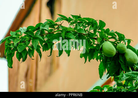 Ripe fruits grow on a branch among green leaves. Stock Photo