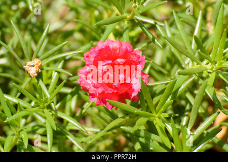 Portulaca is the type genus of the flowering plant family Portulacaceae. Stock Photo