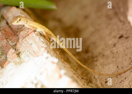 Chameleons or chamaeleons are a distinctive and highly specialized clade of old world lizards. Stock Photo