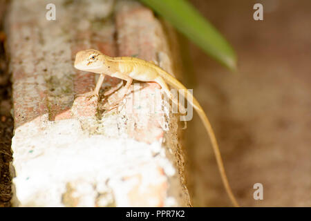 Chameleons or chamaeleons are a distinctive and highly specialized clade of old world lizards. Stock Photo