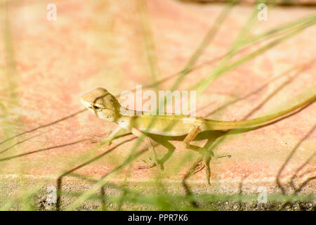 Chameleons or chamaeleons are a distinctive and highly specialized clade of old world lizards. Stock Photo