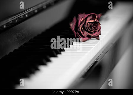 A single red dying rose resting over the keys of a grand piano. Toned and colored, shallow DOF. Stock Photo