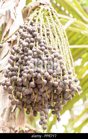 Areca catechu is a species of palm which grows in much of the tropical Pacific, Asia, and parts of east Africa. Effects of Areca catechu color, very f Stock Photo