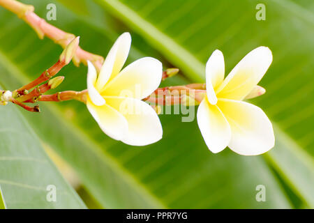 Plumeria flowers are so beautiful that popular in Thailand. Stock Photo