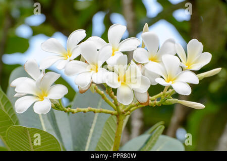 Plumeria flowers are so beautiful that popular in Thailand. Stock Photo