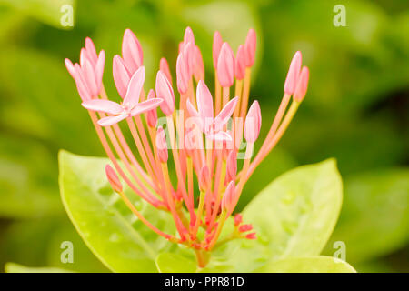 Ixora is a genus of flowering plants in the Rubiaceae family. Stock Photo