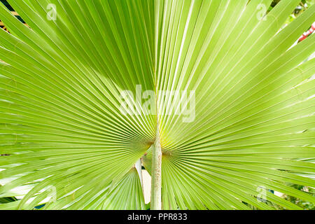 Areca catechu is a species of palm which grows in much of the tropical Pacific, Asia, and parts of east Africa. Effects of Areca catechu color, very f Stock Photo