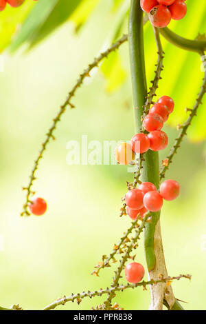 Areca catechu is a species of palm which grows in much of the tropical Pacific, Asia, and parts of east Africa. Effects of Areca catechu color, very f Stock Photo