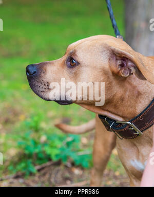 profile brown American pit bull terrier, close up Stock Photo