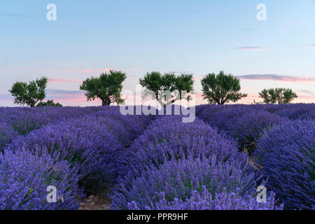 Lavender field at sunrise in Provence, France Stock Photo