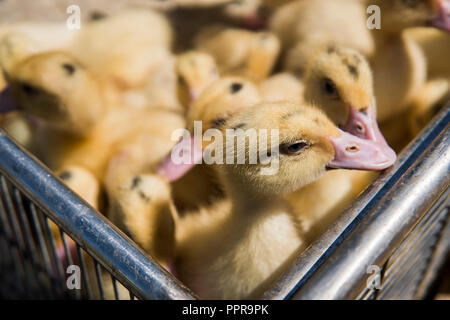 Yellow duck in a box from metal net for sale on a fair. Incubator ducklings for sale. Agriculture. Farming.