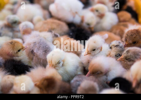 Baby chicken, small and very beautiful yellow chicks are placed in plastic cage box for sale on a fair. Incubator chickens for sale. Agriculture. Farming. Stock Photo