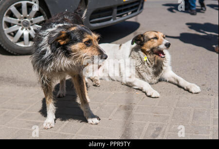Two homeless dogs on a streen near car. Stock Photo