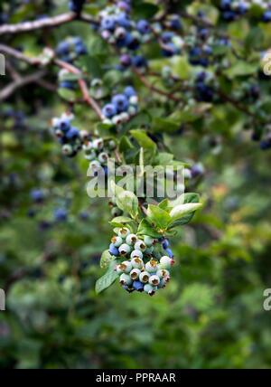 Blueberry bush, New Jersey, USA. Stock Photo