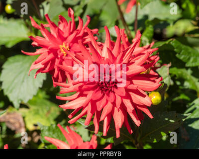 Bright red semi cactus flower of the long flowering summer bedding plant, Dahlia 'Red Pigmy'