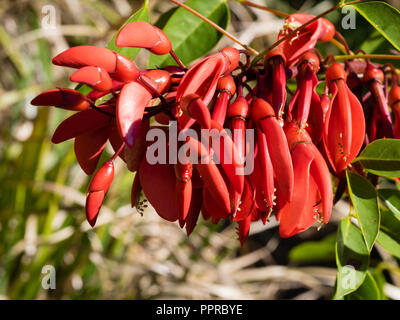 Red, waxy pea flowers of the tender to half hardy cockspur coral tree, Erythrina crista-galli Stock Photo