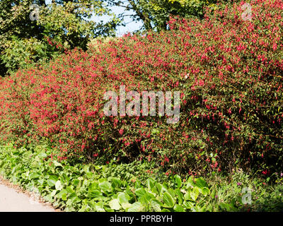 Red flowered, woody semi evergreen shrub, Fuchsia magellanica 'Ricartonii' used as a hedge in South Devon, UK Stock Photo