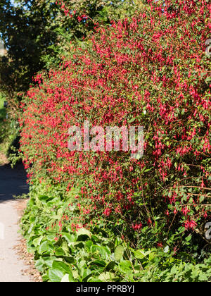 Red flowered, woody semi evergreen shrub, Fuchsia magellanica 'Ricartonii' used as a hedge in South Devon, UK Stock Photo