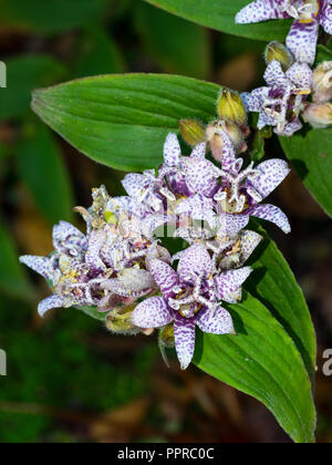 Clusters of purple spotted white flowers of the hardy perennial Japanese toad lily, Tricyrtis hirta Stock Photo