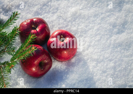 Red apples with fir branches in snow in the morning Stock Photo