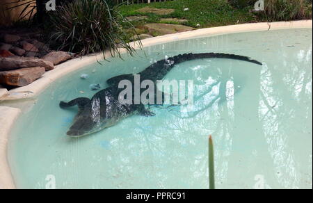 Sydney, Australia - Jun 21, 2015. Saltwater Crocodile in Featherdale Wildlife Park. Also known as Saltie, Estuarine Crocodile and Indo-Pacific Croc is Stock Photo