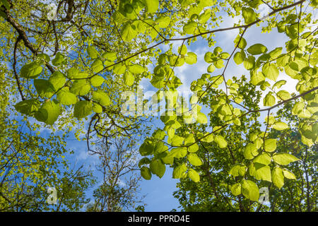 Fresh green lime tree leaves in spring, Isle of Skye, Scotland, United Kingdom Stock Photo