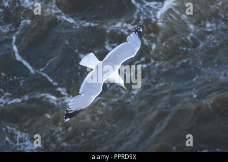 Silver gull in flight, Newcastle upon Tyne, North East England, North Sea, United Kingdom Stock Photo
