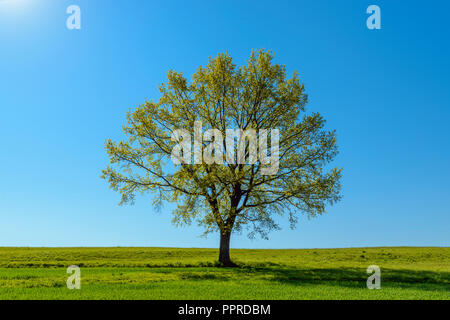 Oak tree in spring, Vogelsbergkreis, Hesse, Germany Stock Photo