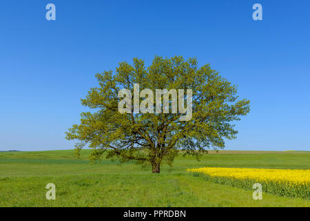 Oak trees in countryside, Spring, Vogelsbergkreis, Hesse, Germany Stock Photo