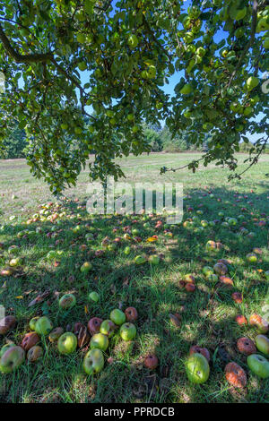 Appel tree in late summer, Bavaria, Germany Stock Photo