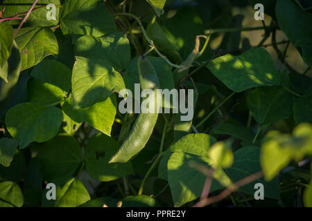 Kidney bean - Runner bean - Feuerbohne [Phaseolus coccineus, syn.: P. multiflorus, P. vulgaris var. coccineus] Stock Photo