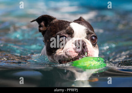 do boston terriers like to swim