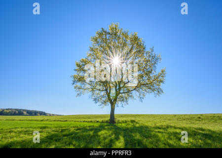 Oak tree with sun in spring, Vogelsbergkreis, Hesse, Germany Stock Photo