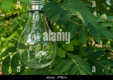 Solar light bulb hanging on tree branch in green house garden Stock Photo