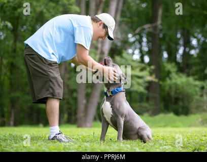 A person petting a gray and white Pit Bull Terrier mixed breed dog outdoors Stock Photo