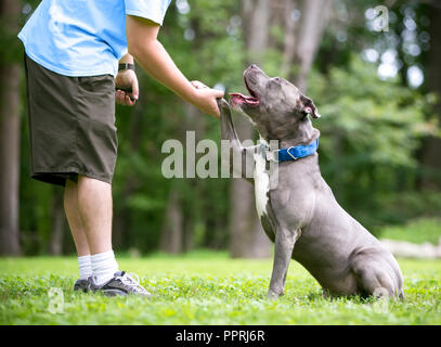 A gray and white Pit Bull Terrier mixed breed dog offering its paw to a person Stock Photo