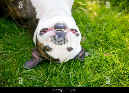 A Pit Bull Terrier mixed breed dog lying upside down in the grass and smiling Stock Photo