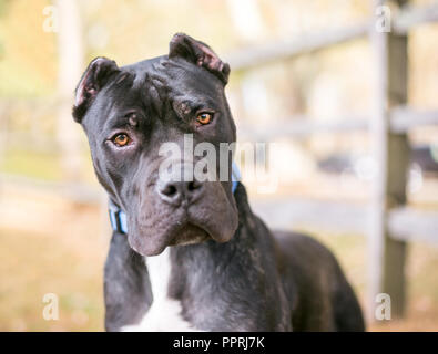 A Presa Canario dog with cropped ears, listening with a head tilt Stock Photo