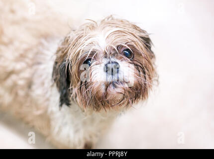 A wet and dirty dog with a sad expression on its face