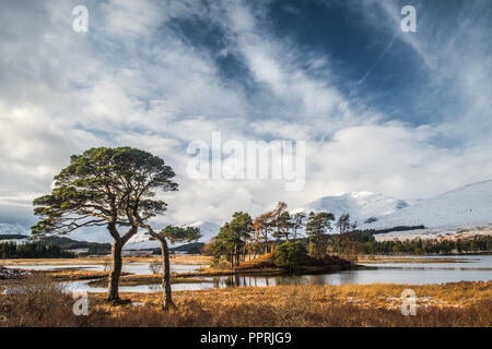 Scots Pines on the banks of Loch Tulla in the Scottish Highlands with the snow covered hills of the Black Mount in the background Stock Photo