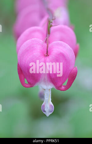 A solitary heart-shaped pink bleeding heart flower stands out against a green background. A droplet of purple, yellow and white hangs below the flower Stock Photo