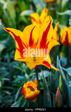 Red and yellow open tulip, like fire in the garden, with sunlight and tulip garden background Stock Photo