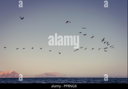 A flock of birds in flight over the Pacific Ocean with a Peruvian desert in the background. Stock Photo