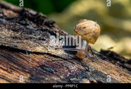 A land snail walking on a log, approaching the camera slowly. Its eye tentacles are out, grey body, yellow and brown shell, looking for food, curious. Stock Photo
