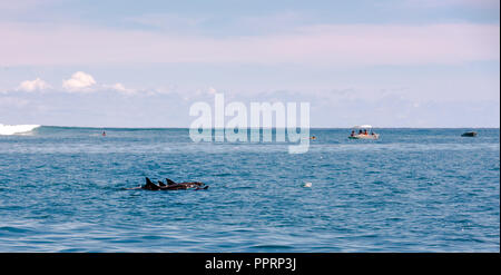 Three dolphins are swimming in formation in the lagoon around Moorea; a small boat is in the background. Stock Photo