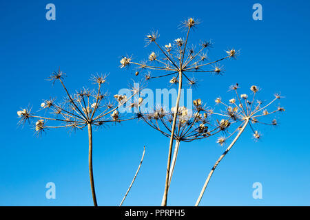 Giant Hogweed seed heads, the sap of the plant is phototoxic and causes phytophotodermatitis in humans, Latin name Heracleum mantegazzianum Stock Photo