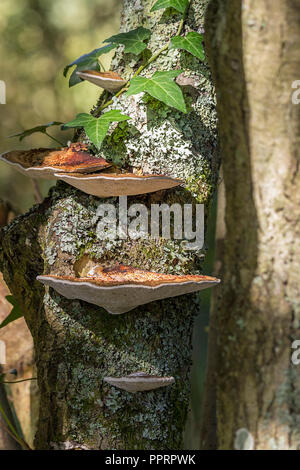 Tiers of bracket or shelf fungi like oyster fungus whith whitish gills on underside and tan or brown orangey top surface. Grows in tiers on trunks. Stock Photo